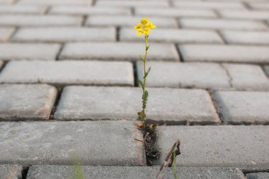 gün batımında kaldırım taşı ile büyüyen çiçek