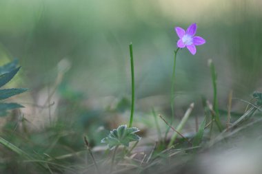 Mor çan niteliğine
