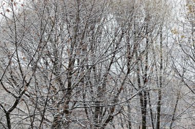 kar ağaçlar yard house akşam