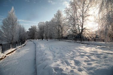 karla kaplı bitki kış park Şubesi