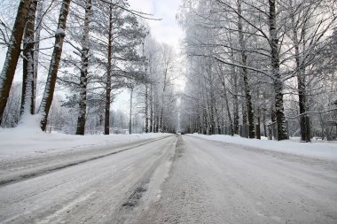 Kışın yol boyunca ağaç