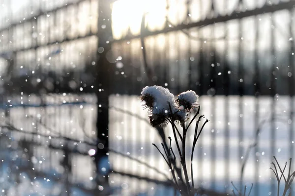 Landschap sneeuw gras macro boom winter — Stockfoto
