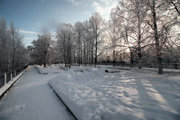 Ramo del parco invernale della pianta coperto di neve — Foto Stock
