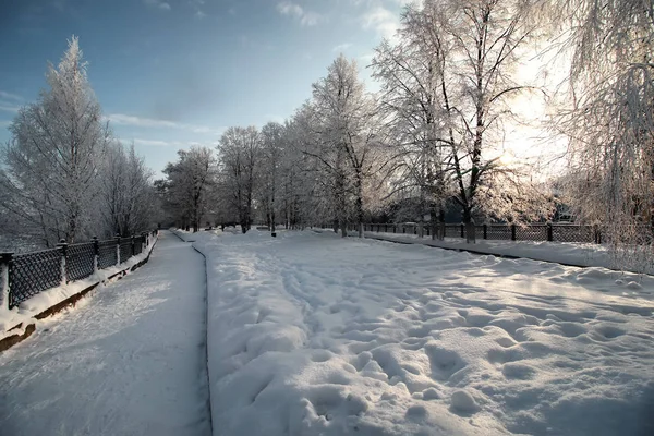 Park zimowy oddziału zakładu pokryte śniegiem — Zdjęcie stockowe