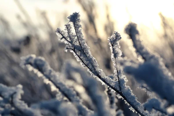 Rama de la planta cubierta de nieve macro invierno — Foto de Stock
