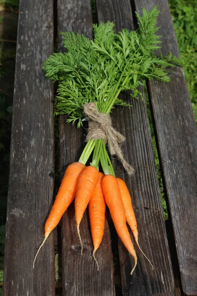 Cultura fresca de cenouras laço feixe — Fotografia de Stock
