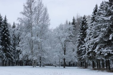 kış kar köknar ağacı üzerinde