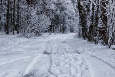 Kış ormanı karla kaplı