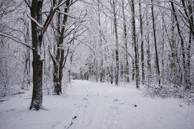 Kış ormanı karla kaplı