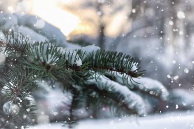 kış köknar ağacı karı