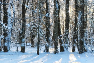 kış orman manzara güneş ışığı kar