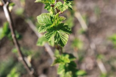 yeni hayat ağacının bahar brunch