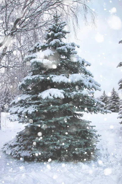 Invierno abeto nieve — Foto de Stock