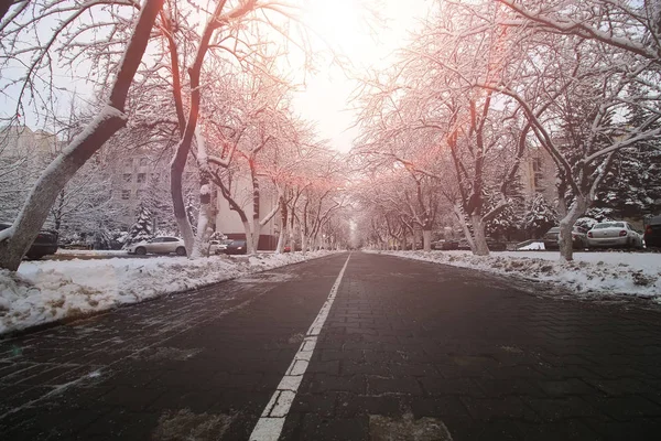Pedestrian way tree winter — Stock Photo, Image