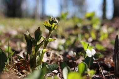 Bahar çim ve çiçek