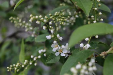 bahar makro yaprak ve çiçek yeni yaşam