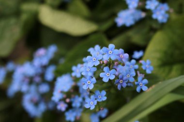 bahar makro yaprak ve çiçek yeni yaşam