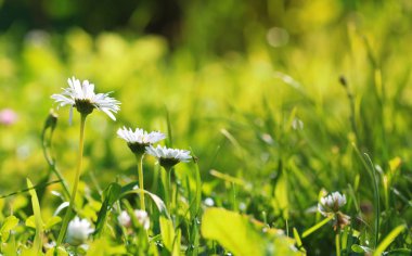renkli çiçek günbatımı alanında