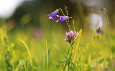 renkli çiçek günbatımı alanında