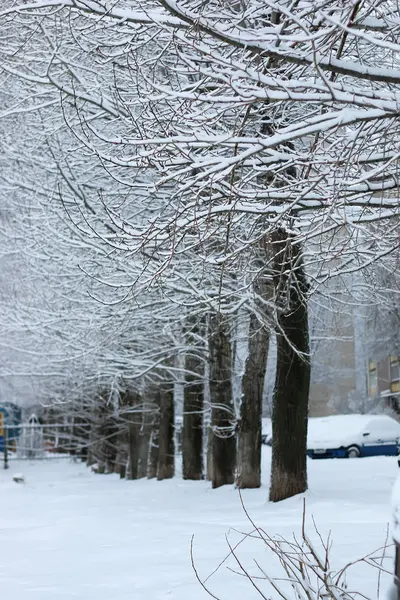 Winter snow on branch tree — Stock Photo, Image