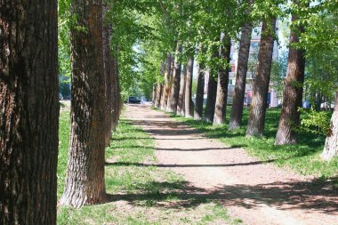 Sokak ortasında bahar çiçek yaprakları ile kavak