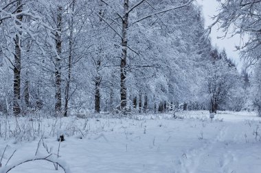 Kış ormanı karla kaplı