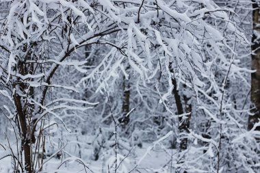 Kış ormanı karla kaplı