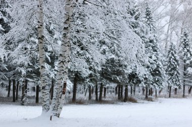 Kışın kar köknar ağacı dalı