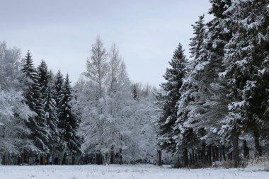 kış kar köknar ağacı üzerinde