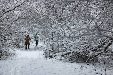 ağaç parkta koşan kış kar spor adam