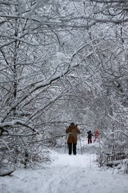 ağaç parkta koşan kış kar spor adam