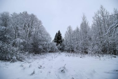 kış kar köknar ağacı üzerinde