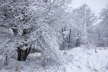 Kış ormanı karla kaplı