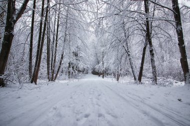 Kış ormanı karla kaplı