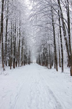 Kış ormanı karla kaplı