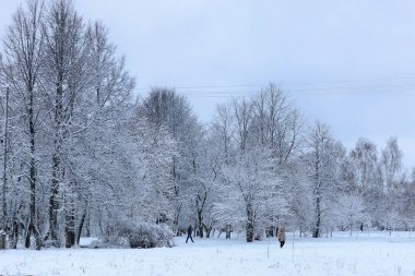 kış kar üzerinde ağaç Parkı