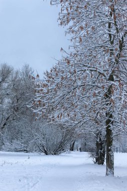 kış kar üzerinde ağaç Parkı