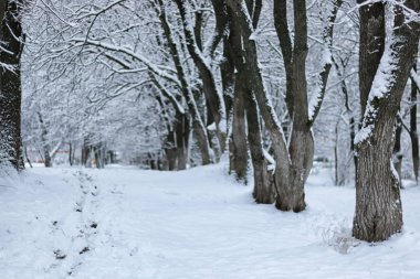 kış kar üzerinde ağaç Parkı