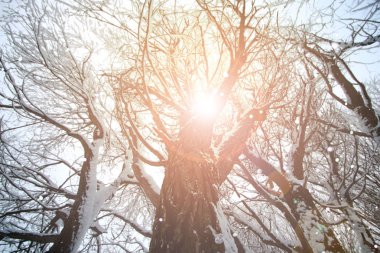 ağaç gökyüzü dalı orman kışın