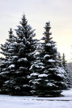 kış köknar ağacı güneş ışığı
