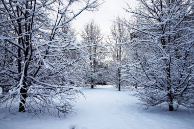 Kış ağaç kar altında çıplak