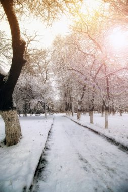 Park sokak ağaç yolu kış