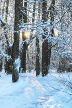 kış orman manzara güneş ışığı kar