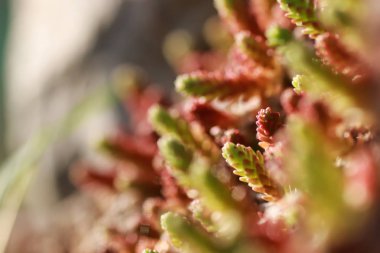 Bahar çim ve çiçek