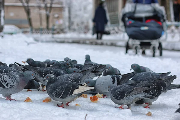 Зимний голубь сидит на дереве — стоковое фото