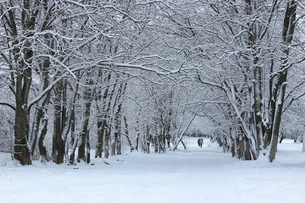 Winterschnee auf dem Baumpark — Stockfoto