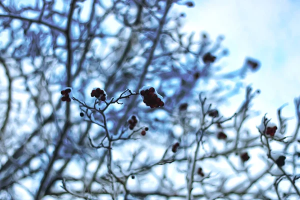 Zimní sněhová větev strom pokrytý — Stock fotografie