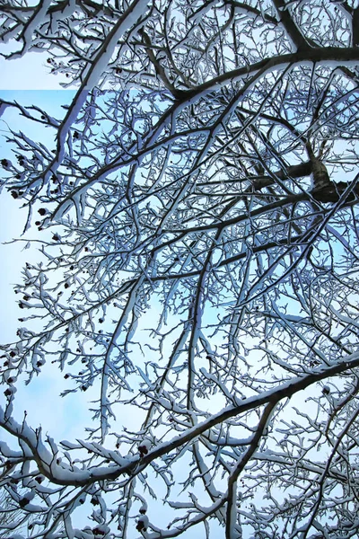 Inverno árvore ramo de neve coberto — Fotografia de Stock