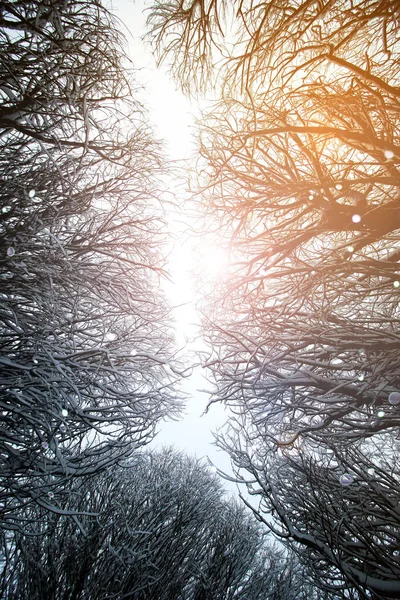 Sky větev stromu v zimě lese — Stock fotografie