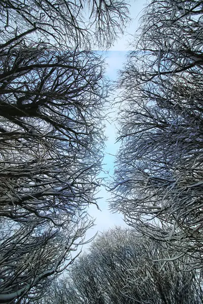 Inverno árvore ramo de neve coberto — Fotografia de Stock